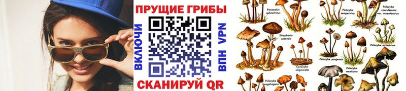 hydra рабочий сайт  наркота  Вилючинск  Галлюциногенные грибы Magic Shrooms 